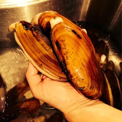 Ocean City Beach Access Area - Razor clams! 01-02-15
