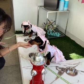 Puptqe - Great customer service! - Pet Stores Near Me - Temecula, California