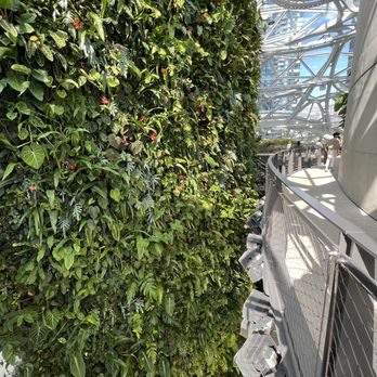 Amazon Spheres - Live plant wall in Amazon Spheres - Botanical Gardens Near Me - Seattle, Washington