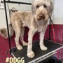 Photo of Dapper Dogz Grooming & Gifts