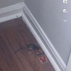 Gatewood Apartments - MICE.