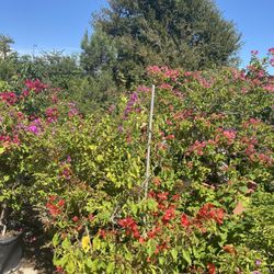 Tea Garden Nursery - Bougainvillea