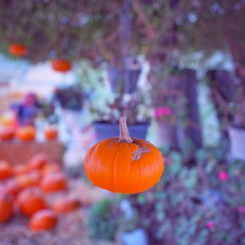 Borchard Farms - Pumpkin Patches Near Me - Salinas, California Borchard Farms - Pumpkin Patches Near Me - Salinas, California