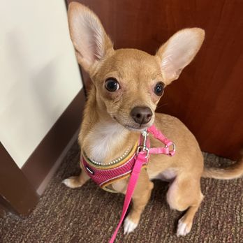 PetSmart - Pet Stores Near Me - Fort Myers, Florida