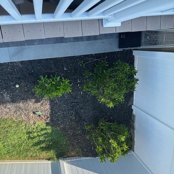 Lazo Landscaping - The scrubs ilook like they may be thriving but they are dead on the inside. I would be so embarrassed to let this represent my company. - Landscaping Near Me - Edgewood, Colorado
