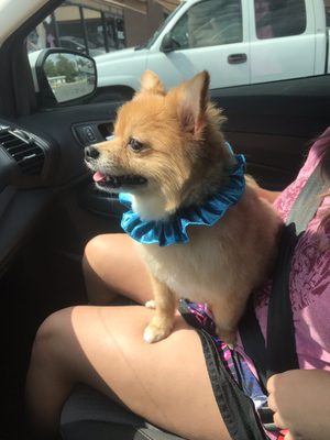 Dotty Pet Grooming Salon 3333 West Ave San Antonio Tx Pet Grooming Mapquest