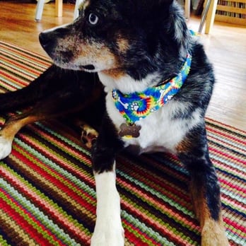 Posh Paws Grooming Salon - ....another fun trip to posh paws! - Pet Groomers Near Me - Seattle, Washington