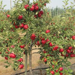 Sm'Apples - Hundreds of super-spindle apple trees growing on dwarf root-stock, simplifies apple-picking for everyone.  This is one Akane apple tree!