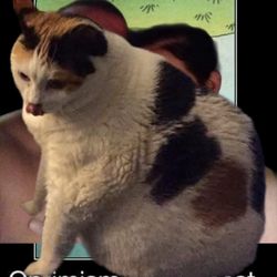 Starbucks - My kitty cat.