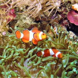 Go Deep Scuba - Philippines 2018