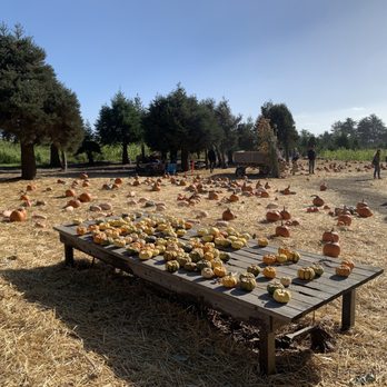 Rancho Siempre Verde - Christmas Trees Near Me - Pescadero, California Rancho Siempre Verde - Christmas Trees Near Me - Pescadero, California