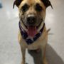 Photo of Spaws On The Go Mobile Pet Grooming