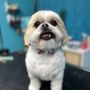 Photo of Fringe & Fur Dog Grooming