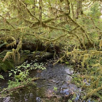Hoh Rainforest - Hiking Near Me - Forks, Washington Hoh Rainforest - Hiking Near Me - Forks, Washington