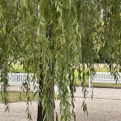Landhausgarten Fränkel mit Sommercafé - Landschaftsgarten Fränkel, Berlin-Kladow 8/25