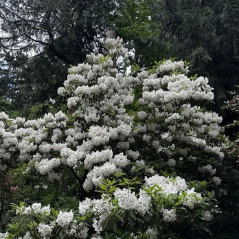 Washington Park Arboretum - Perfectly white - Parks Near Me - Seattle, Washington Washington Park Arboretum - Perfectly white - Parks Near Me - Seattle, Washington