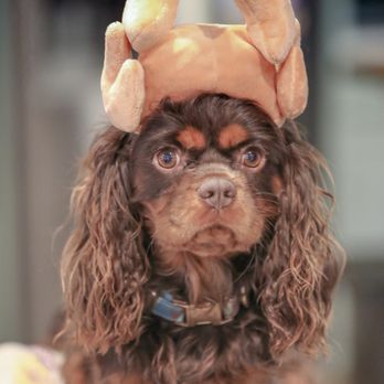West Coast Cavaliers - Pet Breeders Near Me West Coast Cavaliers - Pet Breeders Near Me