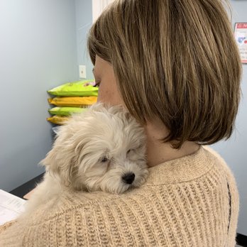 Select A Puppy - Pet Breeders Near Me - Middletown, New Jersey Select A Puppy - Pet Breeders Near Me - Middletown, New Jersey