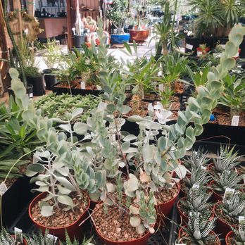 Arizona Cactus Sales - Love this tall one! - Nurseries & Gardening Near Me - Chandler, Arizona Arizona Cactus Sales - Love this tall one! - Nurseries & Gardening Near Me - Chandler, Arizona