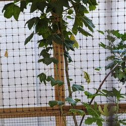 Arizona Worm Farm - Hibiscus rosella