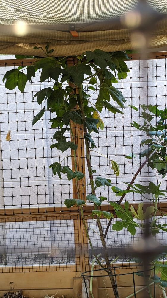 Arizona Worm Farm - insect farming in Phoenix, AZ