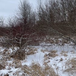 Buckhorn Island State Park