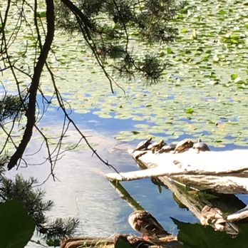 Seward Park - Turtles enjoying the sun. - Hiking Near Me - Seattle, Washington