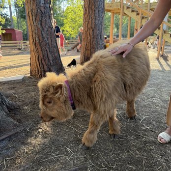 The Fluffy Cow Cafe - Petting Zoos Near Me - St. Augustine, Florida