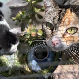 Molly and Pinky! My favorite to walk past on the catio! Even the pets have the highest quality of life. Pinky took walks!!!! Molly and Pinky! My favorite to walk past on the catio! Even the pets have the highest quality of life. Pinky took walks!!!!