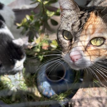 Native Animal Rescue - Molly and Pinky! My favorite to walk past on the catio! Even the pets have the highest quality of life. Pinky took walks!!!! - Animal Shelters Near Me - Santa Cruz, California Native Animal Rescue - Molly and Pinky! My favorite to walk past on the catio! Even the pets have the highest quality of life. Pinky took walks!!!! - Animal Shelters Near Me - Santa Cruz, California