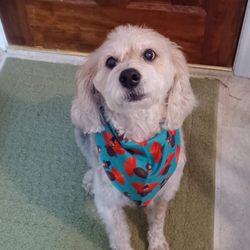 Hot Dogs Grooming and Day Spa - Looking like a puppy again and I love his turkey scarf.