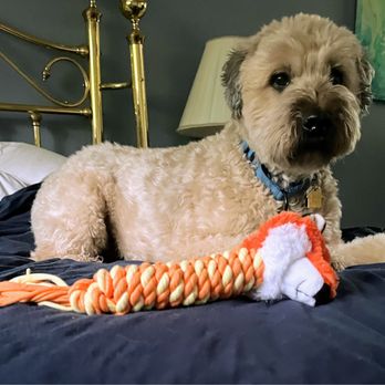 Amazing Grace Pet Care - Dog Walkers Near Me - Youngsville, North Carolina Amazing Grace Pet Care - Dog Walkers Near Me - Youngsville, North Carolina