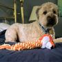 Photo of Amazing Grace Pet Care
