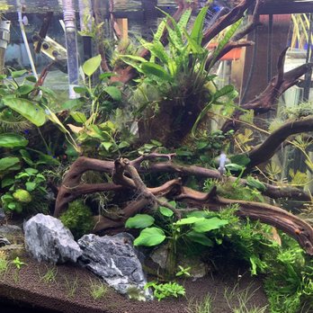 Infinite Aquarium - They completely redone the place! - Aquarium Services Near Me - Santa Clara, California Infinite Aquarium - They completely redone the place! - Aquarium Services Near Me - Santa Clara, California