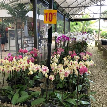 Soroa Orchids - Nurseries & Gardening Near Me - Homestead, Florida Soroa Orchids - Nurseries & Gardening Near Me - Homestead, Florida
