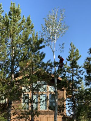 Simply Arbor Tree Care Incorporated