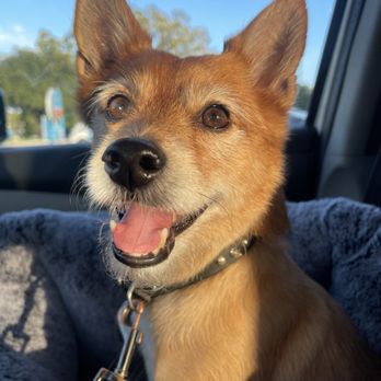 Lucky Dog Grooming - Pet Groomers Near Me - Austin, Texas Lucky Dog Grooming - Pet Groomers Near Me - Austin, Texas