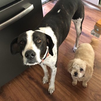 Donna's Motel Dogs - Specializing in dogs of all breeds and sizes - Pet Sitting Near Me Donna's Motel Dogs - Specializing in dogs of all breeds and sizes - Pet Sitting Near Me