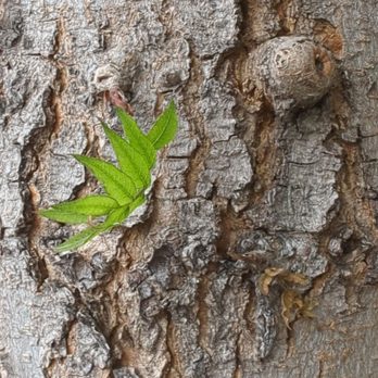 Newbury Park - Tree - Parks Near Me - San Jose, California Newbury Park - Tree - Parks Near Me - San Jose, California