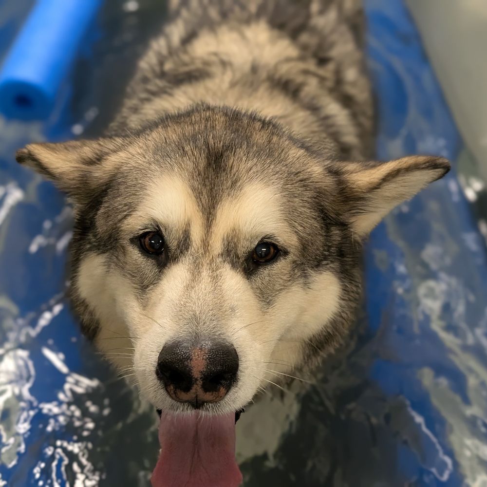 TOP 10 BEST Pet Spay \u0026 Neuter near Blairsville, GA - Updated 2025 - Yelp, image size:1000x1000