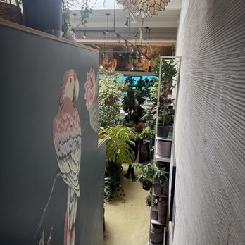 Paraíso Plant Studio - Nurseries & Gardening Near Me - Berkeley, California Paraíso Plant Studio - Nurseries & Gardening Near Me - Berkeley, California