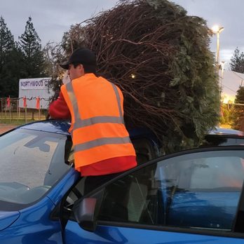 Northwood Christmas Trees - How it started - Christmas Trees Near Me - Fair Oaks, California