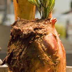 Kohlmanns