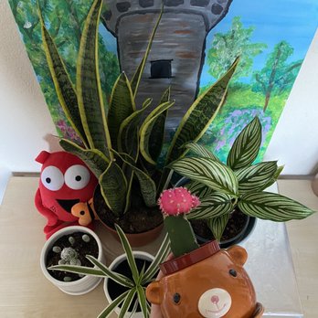 Encinal Nursery - Snake plant, calathea vittata and moon cactus were from Encinal! - Nurseries & Gardening Near Me - Alameda, California