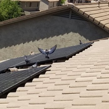 Professional Pigeon Control - Pigeon invasion - Pest Control Near Me - Peoria, Arizona Professional Pigeon Control - Pigeon invasion - Pest Control Near Me - Peoria, Arizona