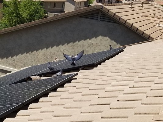 Pigeon Control & Pigeon Removal - Starting in the pest control industry in 2007, our company quickly learned just how bad pigeon problems have become for our clients all over Phoenix. In response we were among the first to develop innovative Pigeon Control & Pigeon Removal Services. with our Homeowners Guide to Pigeon Control
Phoenix Pigeon Control is a leader and innovator in the industry. We take pride in providing extreme attention to detail when it comes to Pigeon Control, Pigeon Cleanup & Prevention and Pigeon Removal in Phoenix. We genuinely care about you and your family. We consider that all of our clients, are our friends with a pigeon problem.
We take pride in offering reliable and proven pigeon control solutions to effectively solve any pigeon problem the right way, the first time. We can help save you time and money. Pigeon Control & Pigeon Removal - Starting in the pest control industry in 2007, our company quickly learned just how bad pigeon problems have become for our clients all over Phoenix. In response we were among the first to develop innovative Pigeon Control & Pigeon Removal Services. with our Homeowners Guide to Pigeon Control
Phoenix Pigeon Control is a leader and innovator in the industry. We take pride in providing extreme attention to detail when it comes to Pigeon Control, Pigeon Cleanup & Prevention and Pigeon Removal in Phoenix. We genuinely care about you and your family. We consider that all of our clients, are our friends with a pigeon problem.
We take pride in offering reliable and proven pigeon control solutions to effectively solve any pigeon problem the right way, the first time. We can help save you time and money.