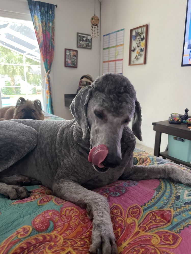 Very Important Pets Image