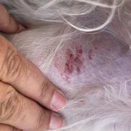 Razor burns on his inner thigh