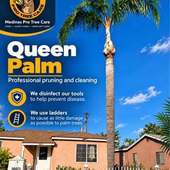 Medina’s Pro Tree Care - Compton ca - Tree Services Near Me Medina’s Pro Tree Care - Compton ca - Tree Services Near Me