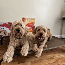 Paws and Play Training